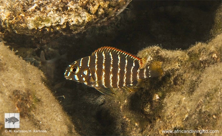 Tropheus polli 'Pasagulu Point'